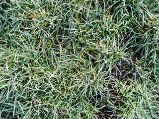 Green grass covered with frost, close up. Winter season theme.