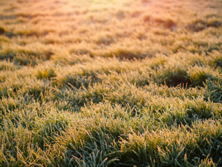 Frozen dew on a grass in a field at sunrise. Winter theme concept. Warm sun light in the background. Selective focus.