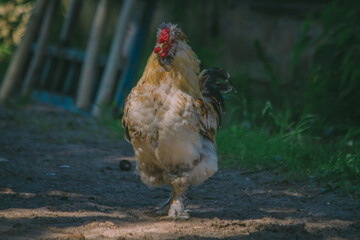 beautiful rooster proudly strides through the territory of the contact zoo on a summer day