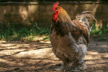 beautiful rooster proudly strides through the territory of the contact zoo on a summer day