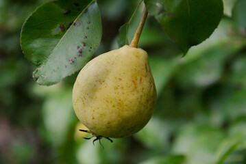 pear on the branch