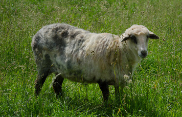 sheep in a meadow