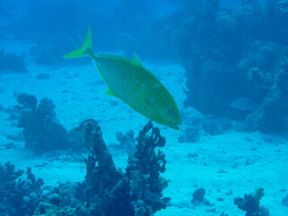 Fototapeta premium Unterwasserwelt