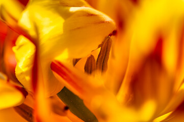 Tulpe Makro4
