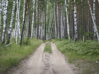 Fototapeta na wymiar road in the forest woods