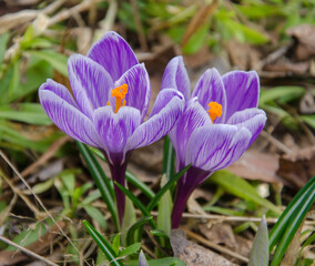 purple crocus flowers