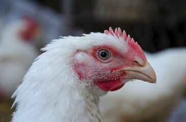portrait of a chicken