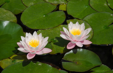 pink water lilies