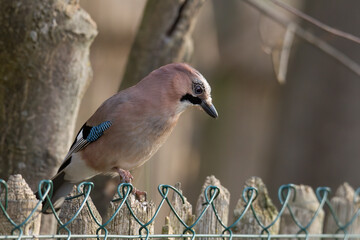 Blue jay on a mossy branch