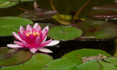 pink water lily in pond