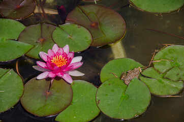 pink water lily in pond