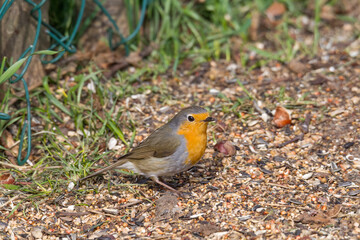 Robin sits in front of a picket fence on the ground looking for food