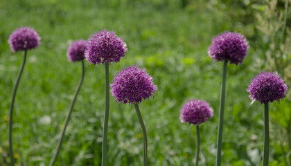 purple wild onion flower in the garden