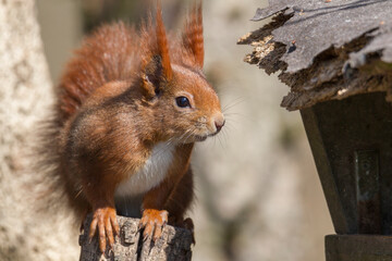 European brown squirrel in winter coat on a branch in the forest
