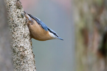 Nuthatch at a bird feeder house