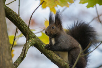 European brown squirrel in summer coat on a branch in the forest