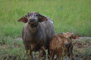 buffalos in the field