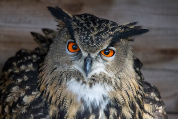 European eagle owl looks into the camera