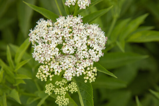 Zwer-Holunder (Sambucus ebulus)
