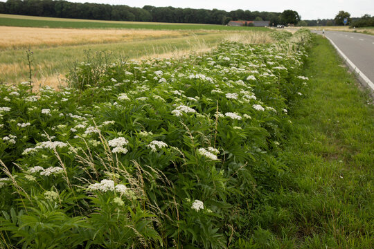 Zwerg-Holunder (Sambucus ebulus)