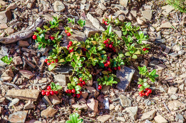 Juicy red berries of a cowberry on a hillside.