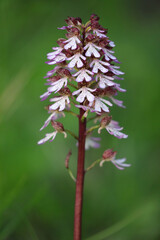 Orchis militaris in nature from family the Orchid