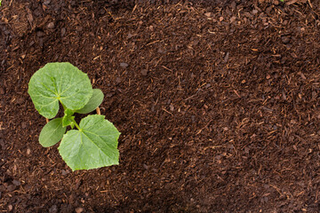 Woman planting young seedlings of lettuce salad in the vegetable garden