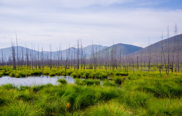 Fototapeta premium landscape with grass and mountains. Burnt larch trunks in the swamp, against the background of blue mountains in the future.