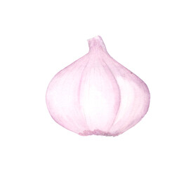 Watercolor garlic isolated on white background, organic food illustration