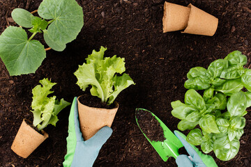 Woman planting young seedlings of lettuce salad in the vegetable garden