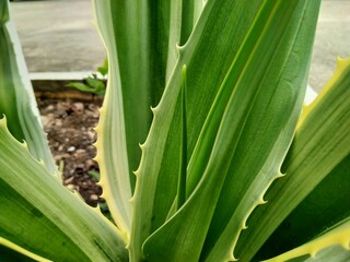 Fototapeta premium close up of a green plant