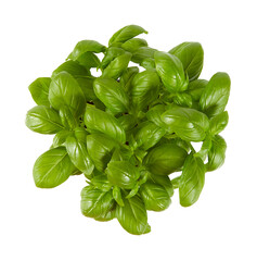 growing basil herb isolated on white background
