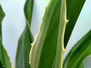 Obraz premium Wzór zielonych liści