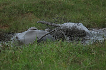 buffalo play mud
