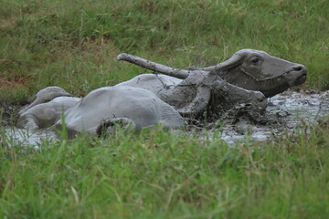 buffalo play mud