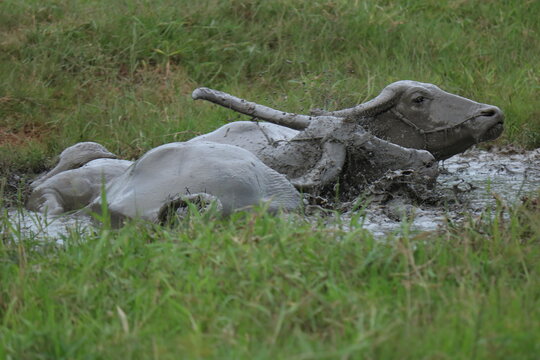 buffalo play mud © rjakkraphan