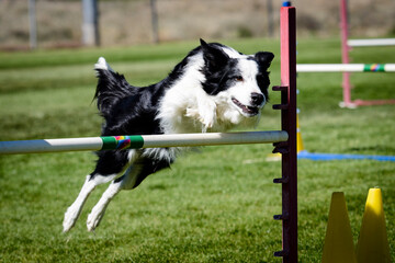 Dog Agility Trial