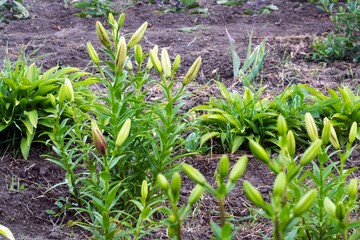 A blossoming flower bud of a lily in a vegetable garden
