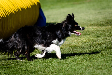 Dog Agility Trial