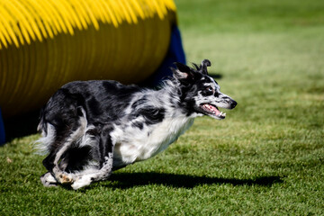 Dog Agility Trial