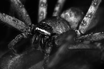 Big hairy spider in black and white