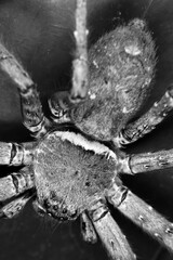 Big hairy spider in black and white