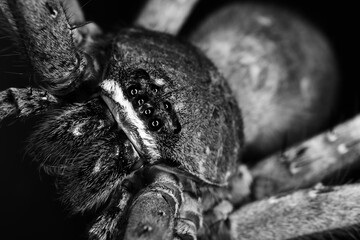 Big hairy spider in black and white