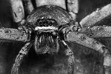 Big hairy spider in black and white