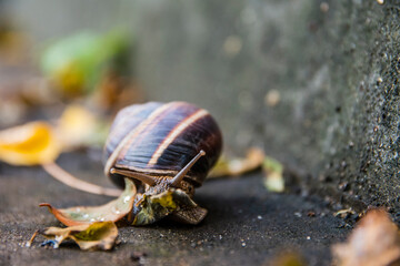 A snail eating a leaf in the wild 