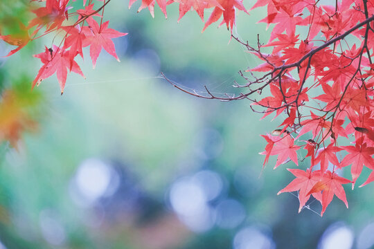 Japanese autumn colered leaves Momiji , and Bokeh
  Processed with VSCO with fr4 preset