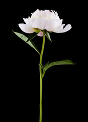 White peony flower isolated on a black background