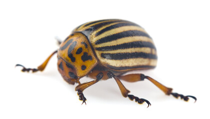 Colorado potato beetle isolated on white background