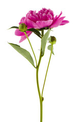 Pink peony flower isolated on white background c