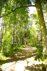 Bosque verde, paseo por el bosque, verde, verano, dia de sol, luz y sombra, naturaleza, parque, aragon, españa, muchos arboles, fresco
